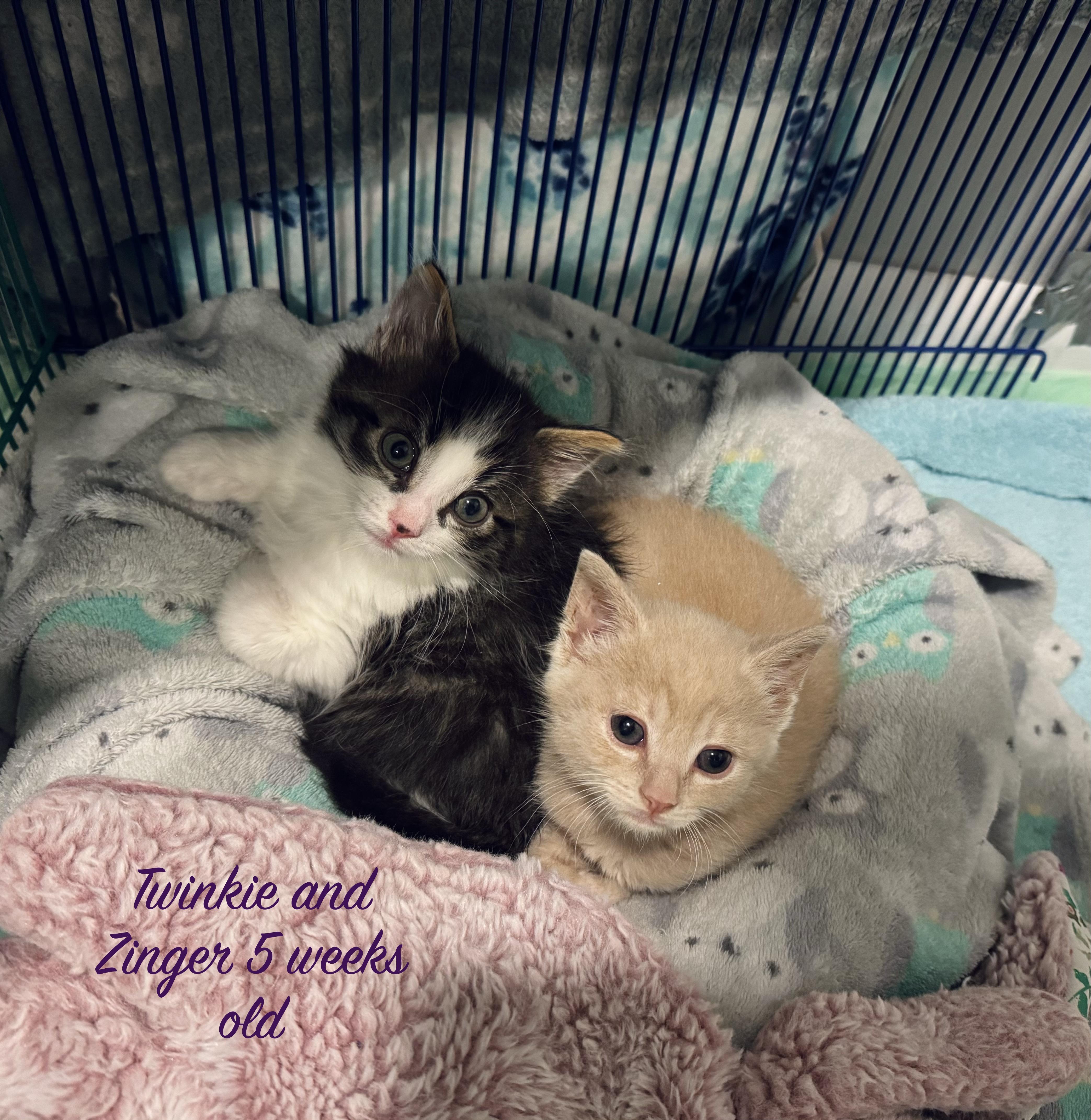 Twinkie and Zinger (bonded female/male pair)