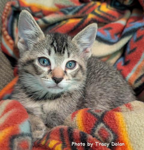 Enlarge Perseus, a Adopted mixed breed in Oak Ridge, TN image 1/3