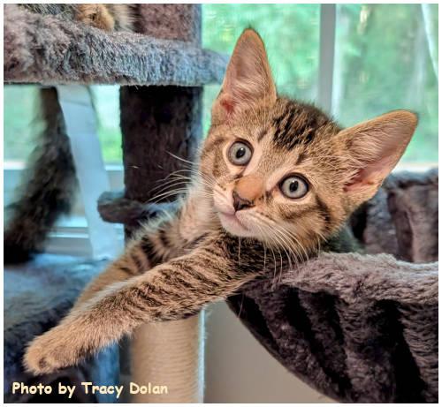 Enlarge Perseus, a Adopted mixed breed in Oak Ridge, TN image 2/3