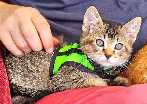 Enlarge Perseus, a Adopted mixed breed in Oak Ridge, TN image 3/3