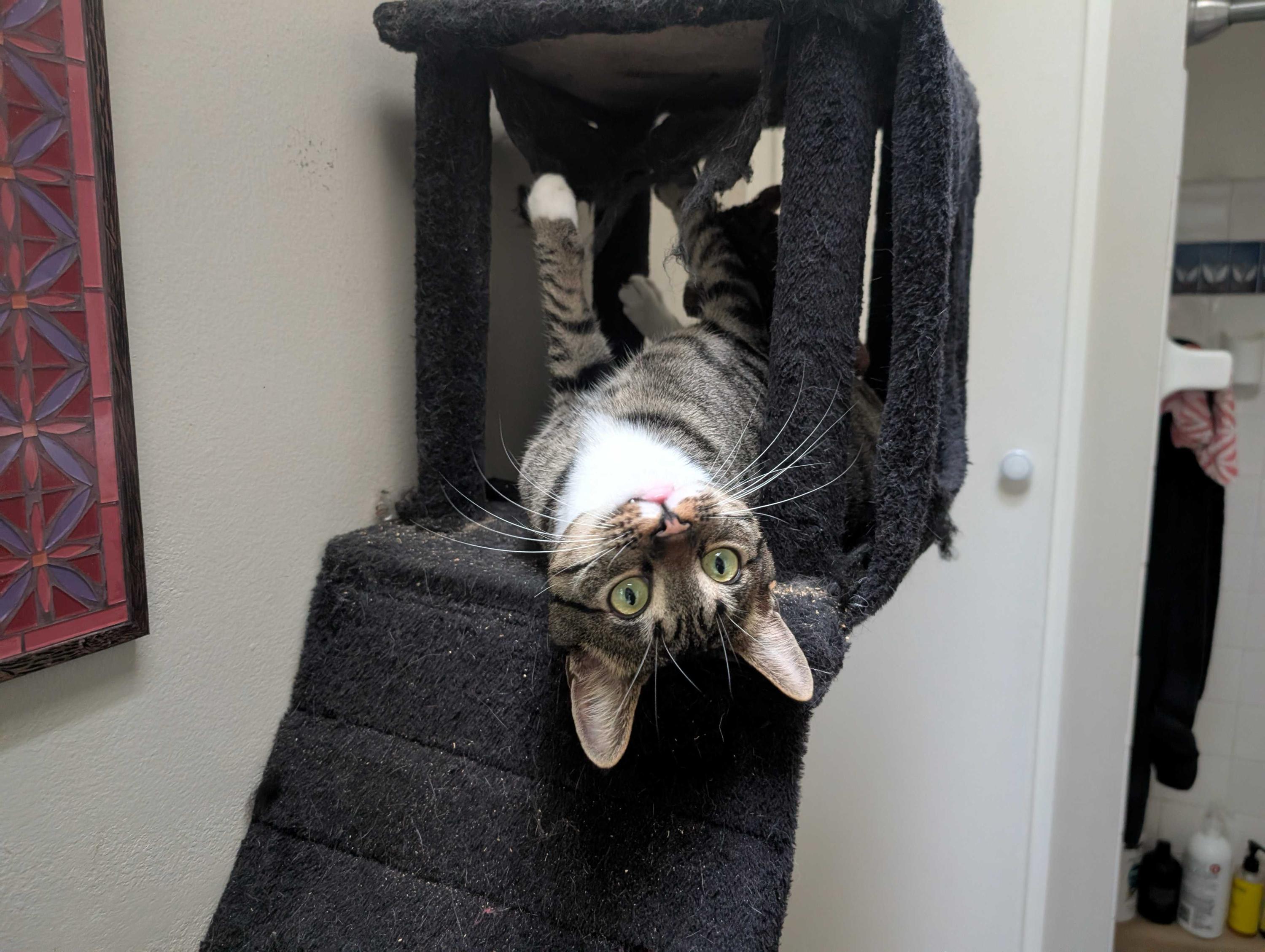 Royd, a ADOPTABLE Domestic Short Hair in Seattle, WA image 3/6