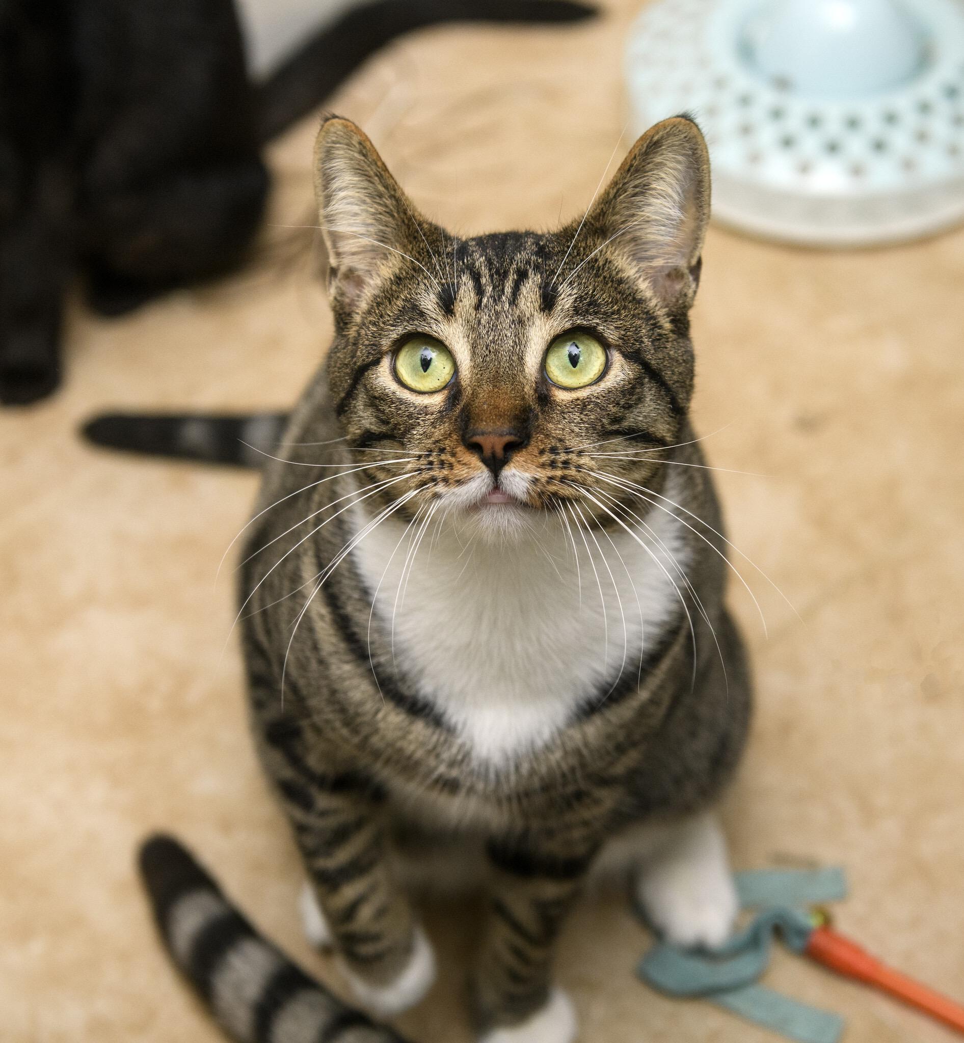Royd, a ADOPTABLE Domestic Short Hair in Seattle, WA image 5/6