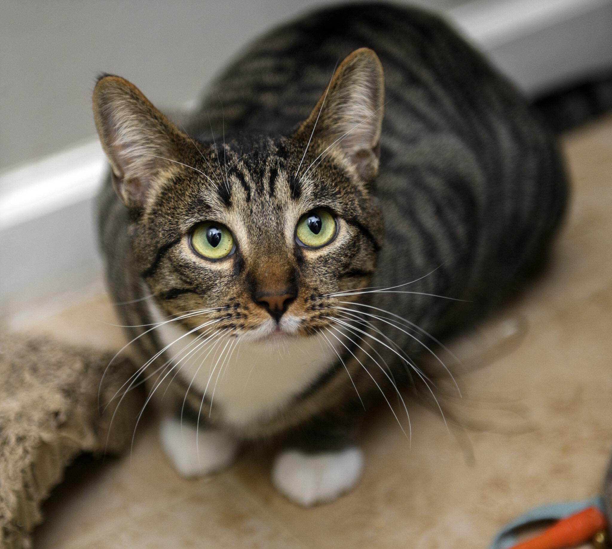 Royd, a ADOPTABLE Domestic Short Hair in Seattle, WA image 4/6