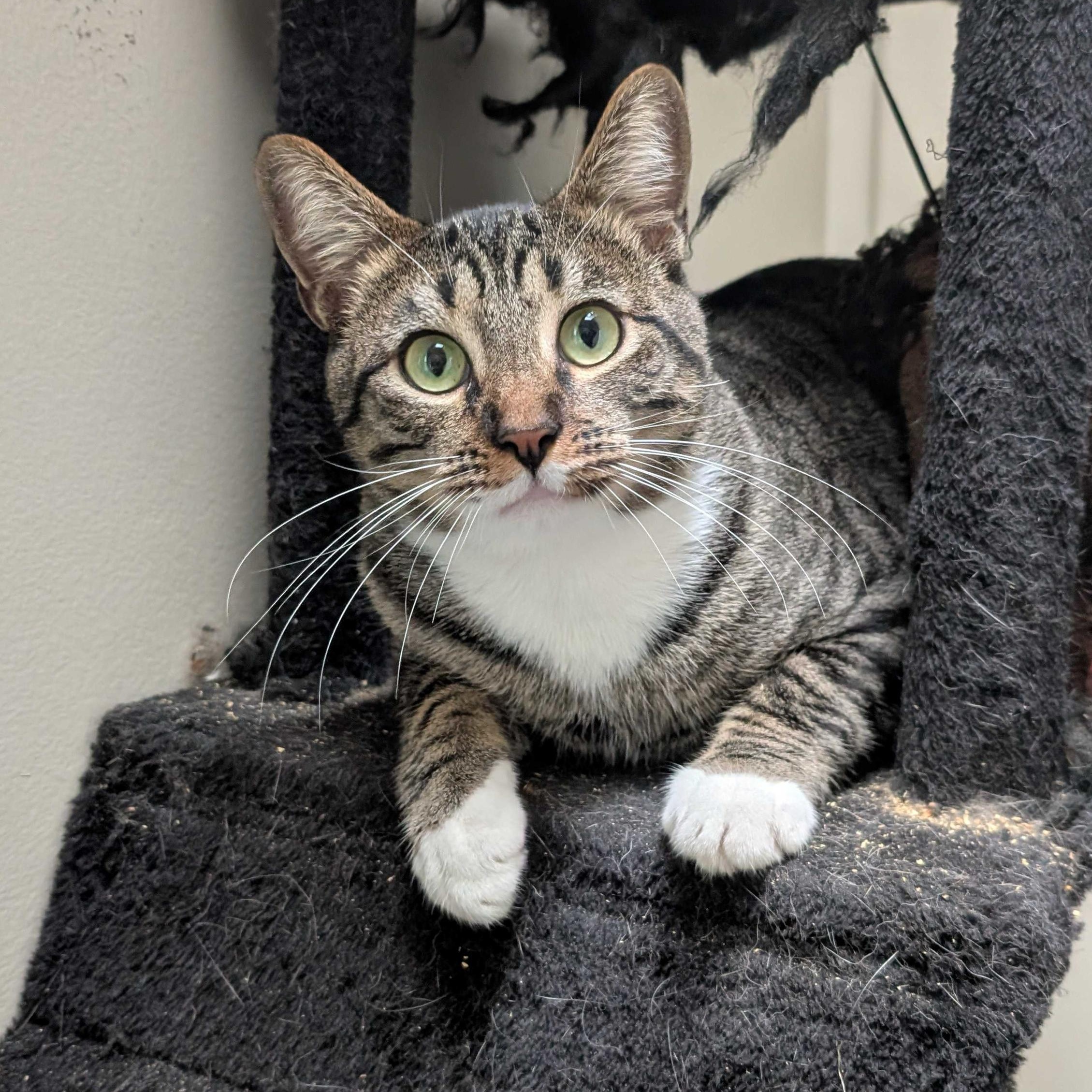 Royd, a ADOPTABLE Domestic Short Hair in Seattle, WA image 2/6