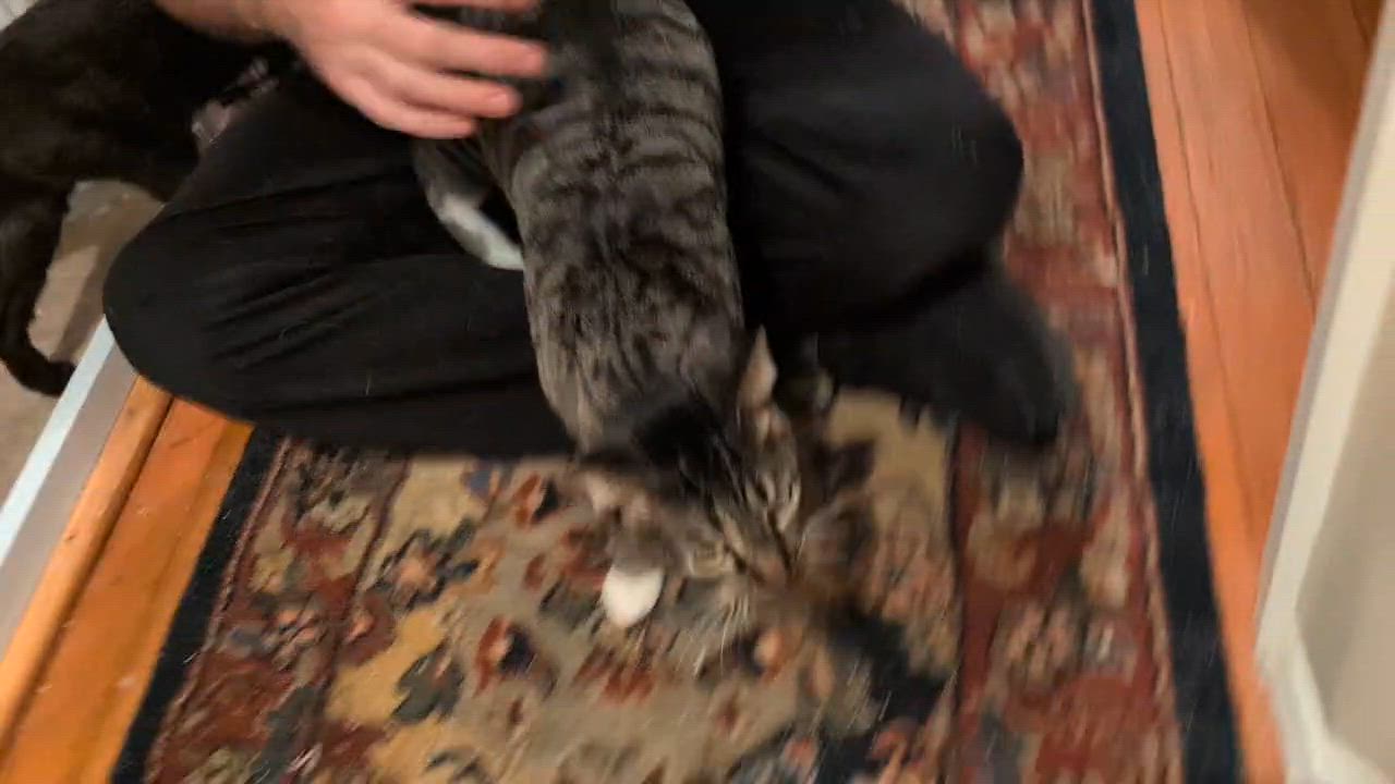 Enlarge Royd, a ADOPTABLE Domestic Short Hair in Seattle, WA video 6/6