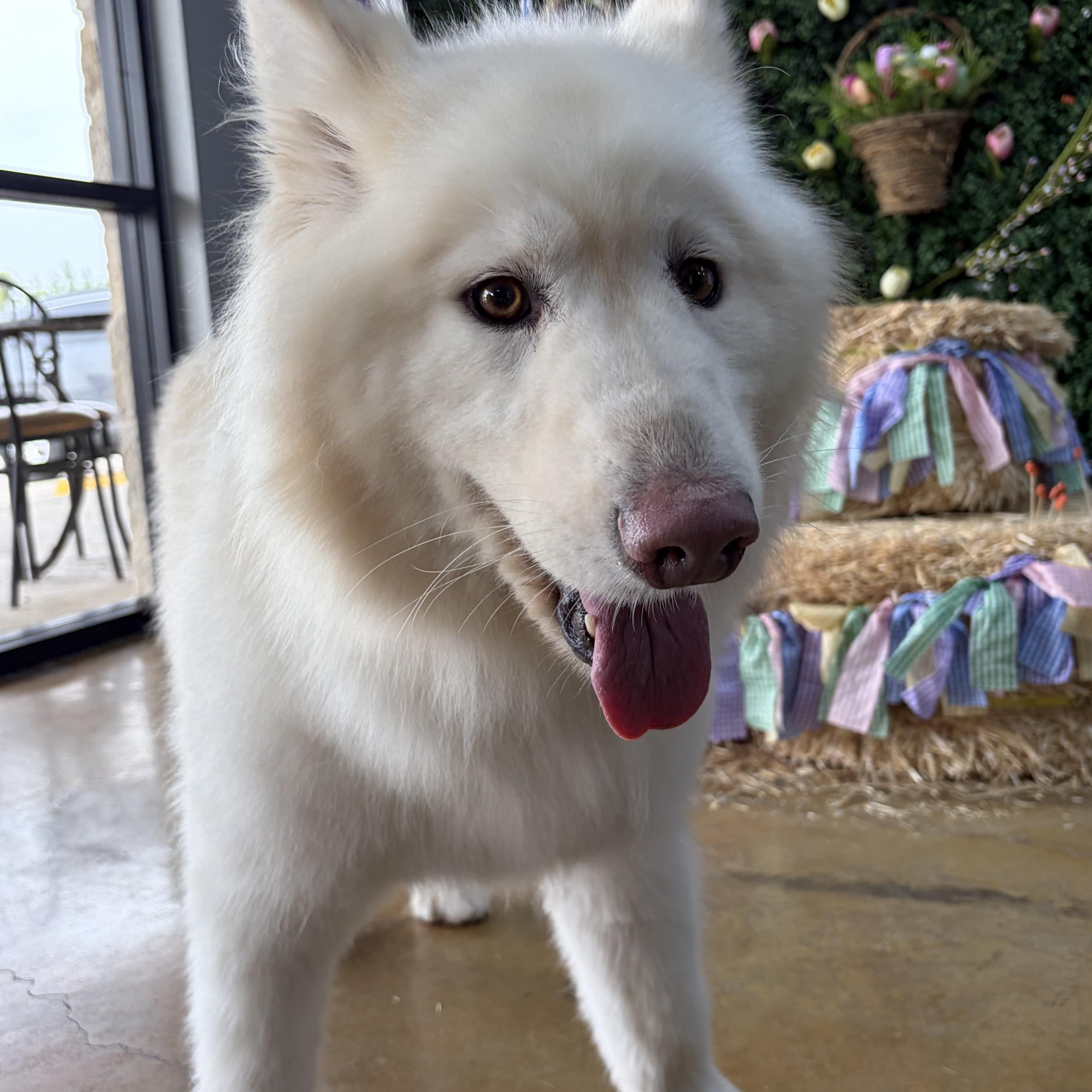 Abra, adopted, Adult Female Samoyed.