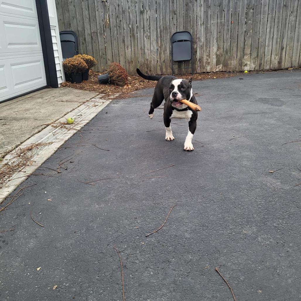 Coco Melon thumbnail 2