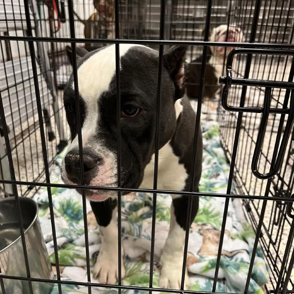 Coco Melon thumbnail 5