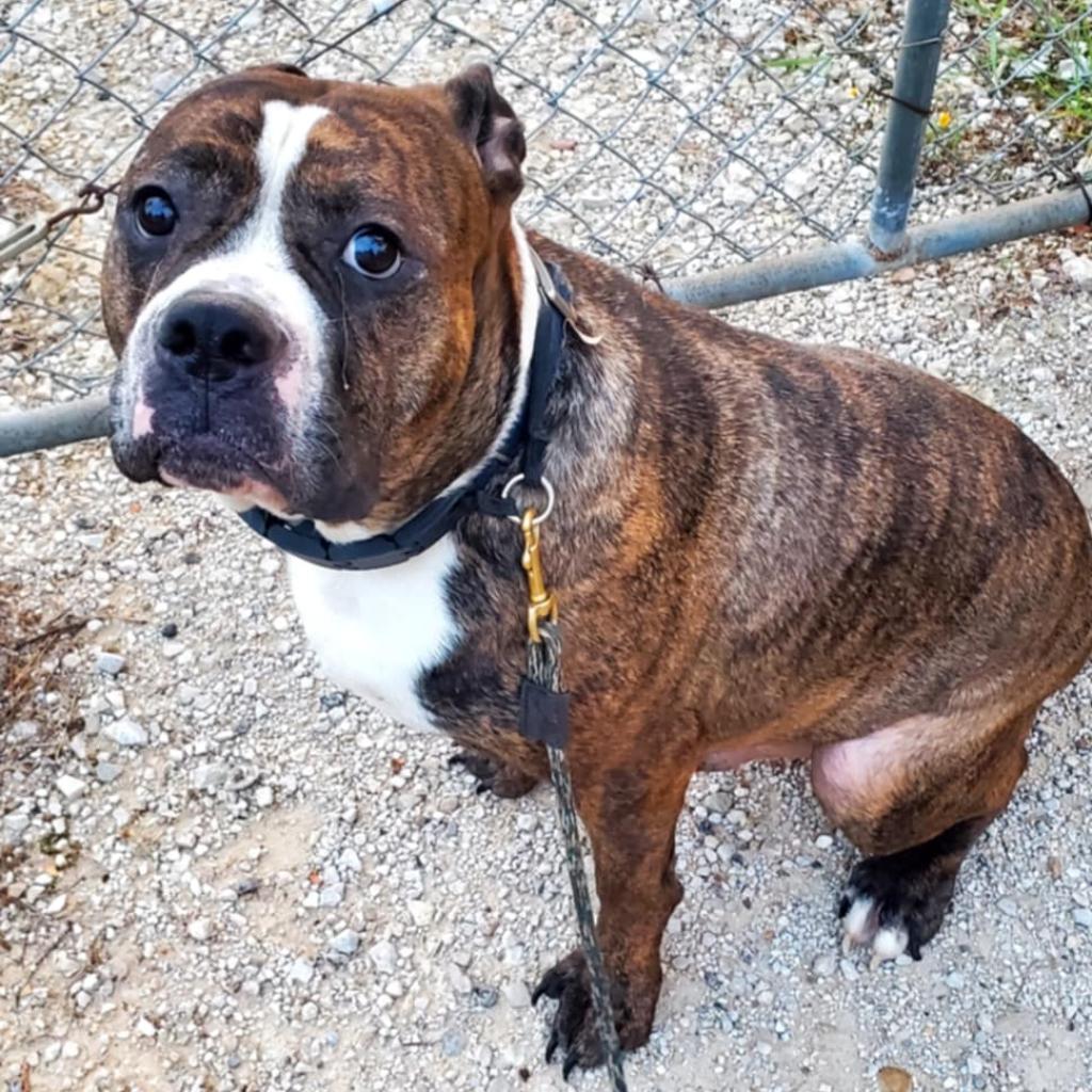 Bubby, Adoptable, Adult Male Pit Bull Terrier.