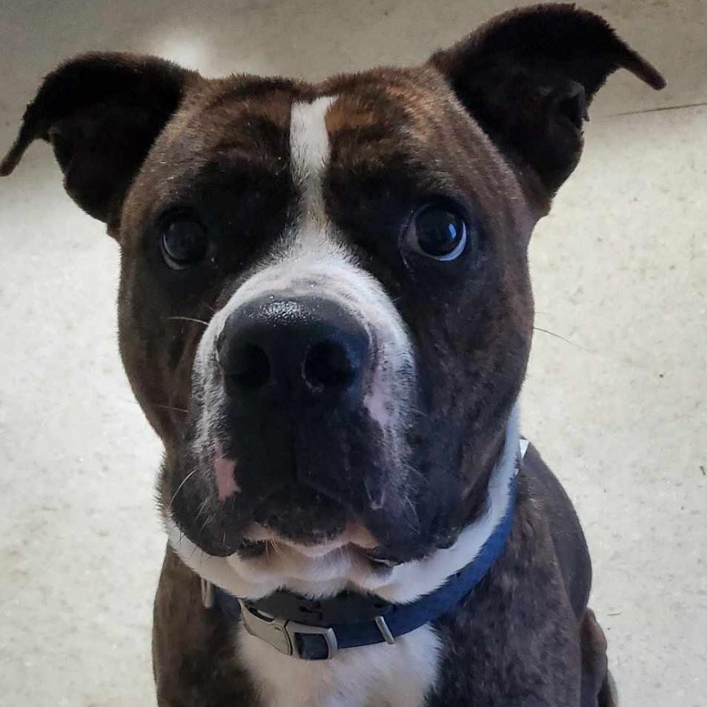 Enlarge Bubby, a Adoptable Pit Bull Terrier in Glenmora, LA image 3/6