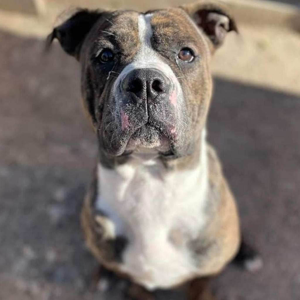 Enlarge Bubby, a Adoptable Pit Bull Terrier in Glenmora, LA image 5/6