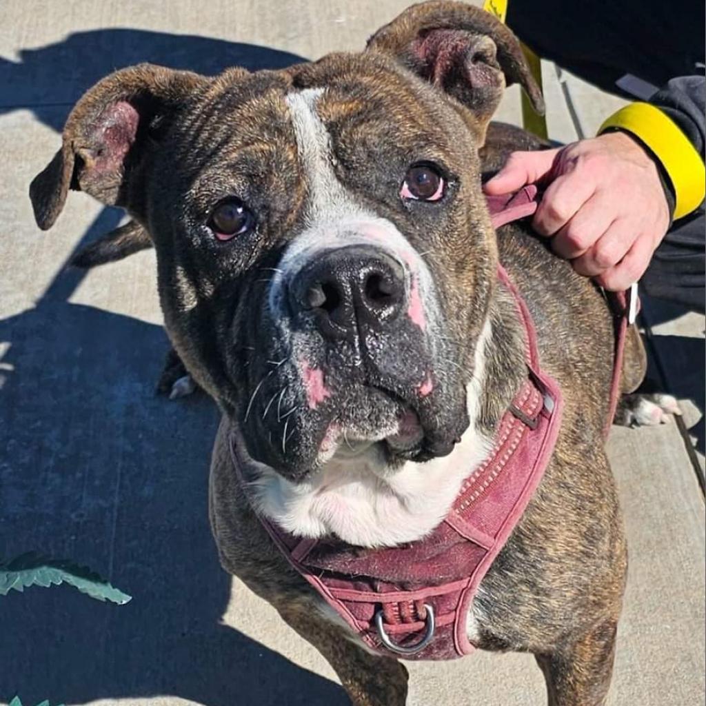 Enlarge Bubby, a Adoptable Pit Bull Terrier in Glenmora, LA image 6/6