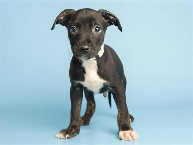 Enlarge HOOK, a Adoptable mixed breed in Phoenix, AZ image 1/1