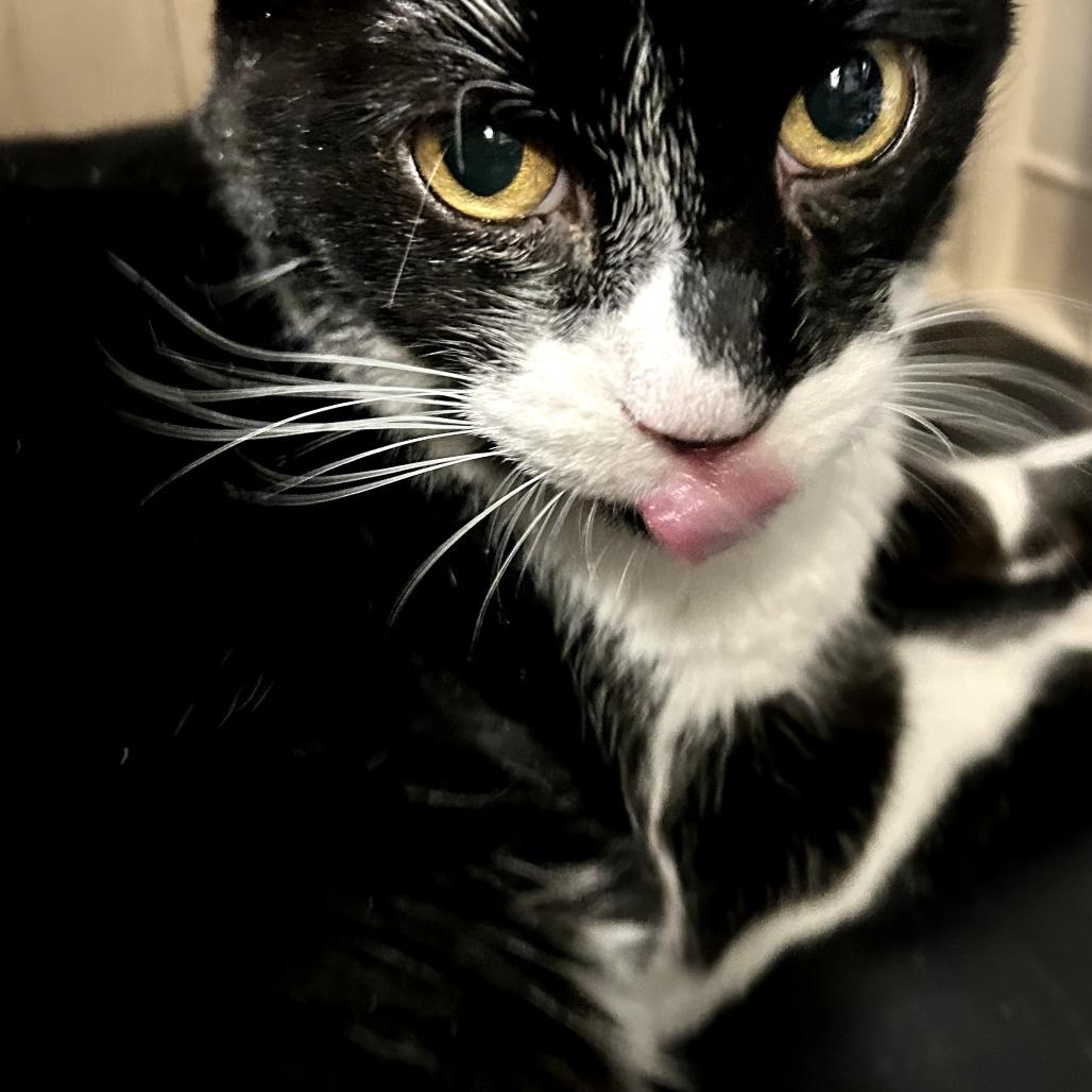Enlarge Donald, a Adoptable Domestic Short Hair in Las Vegas, NV image 3/6