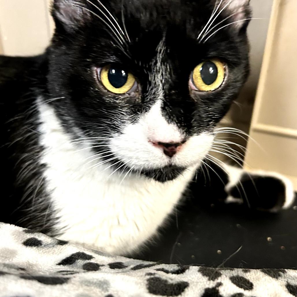 Enlarge Donald, a Adoptable Domestic Short Hair in Las Vegas, NV image 4/6