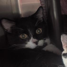 Enlarge Donald, a Adoptable Domestic Short Hair in Las Vegas, NV image 6/6