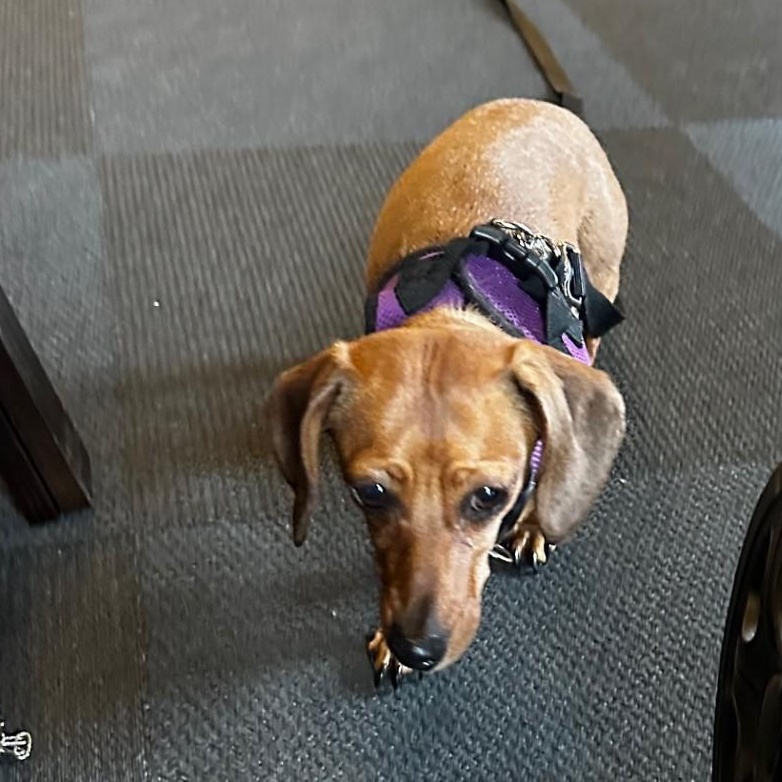 Enlarge Goldie (COMING SOON), a ADOPTABLE Dachshund in Portland, OR image 6/6