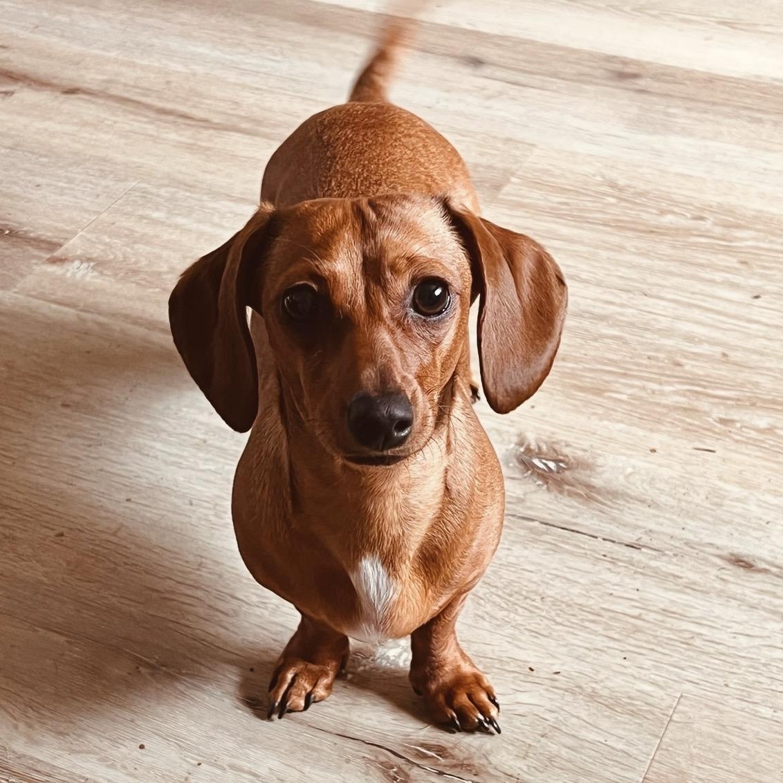 Enlarge Goldie (COMING SOON), a ADOPTABLE Dachshund in Portland, OR image 4/6