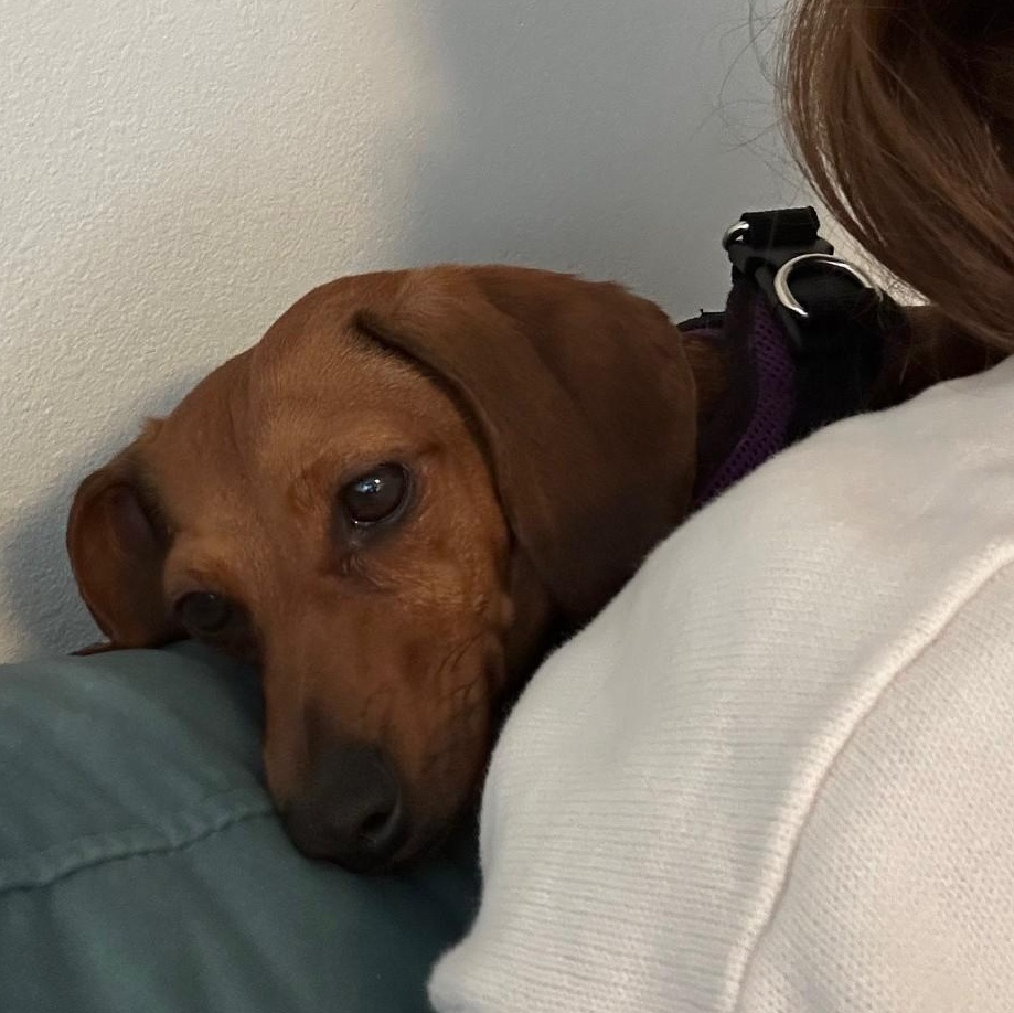 Enlarge Goldie (COMING SOON), a ADOPTABLE Dachshund in Portland, OR image 3/6