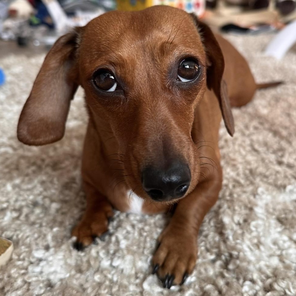 Enlarge Goldie (Sister Helen), a ADOPTABLE Dachshund in Portland, OR image 1/6