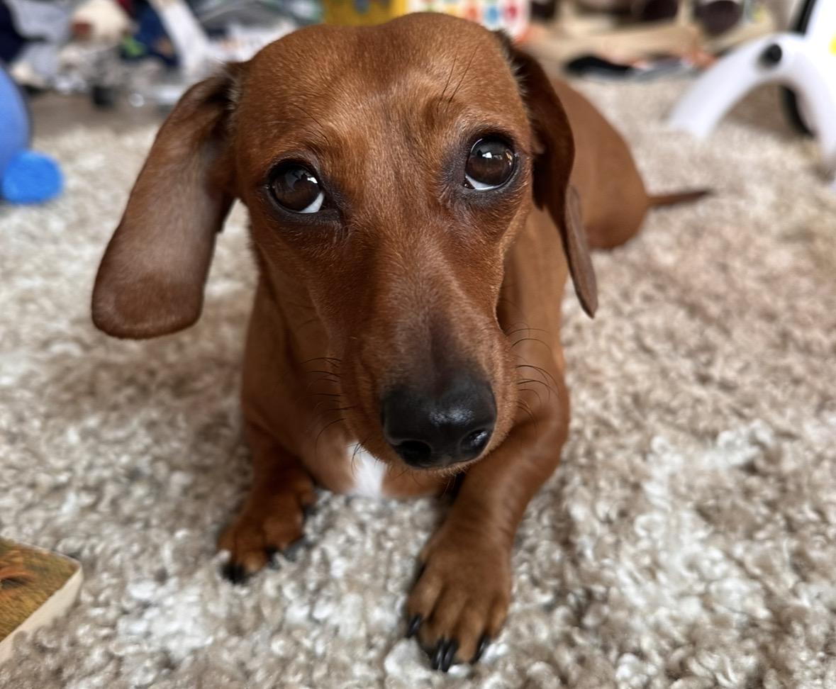 Enlarge Goldie (COMING SOON), a ADOPTABLE Dachshund in Portland, OR image 1/6