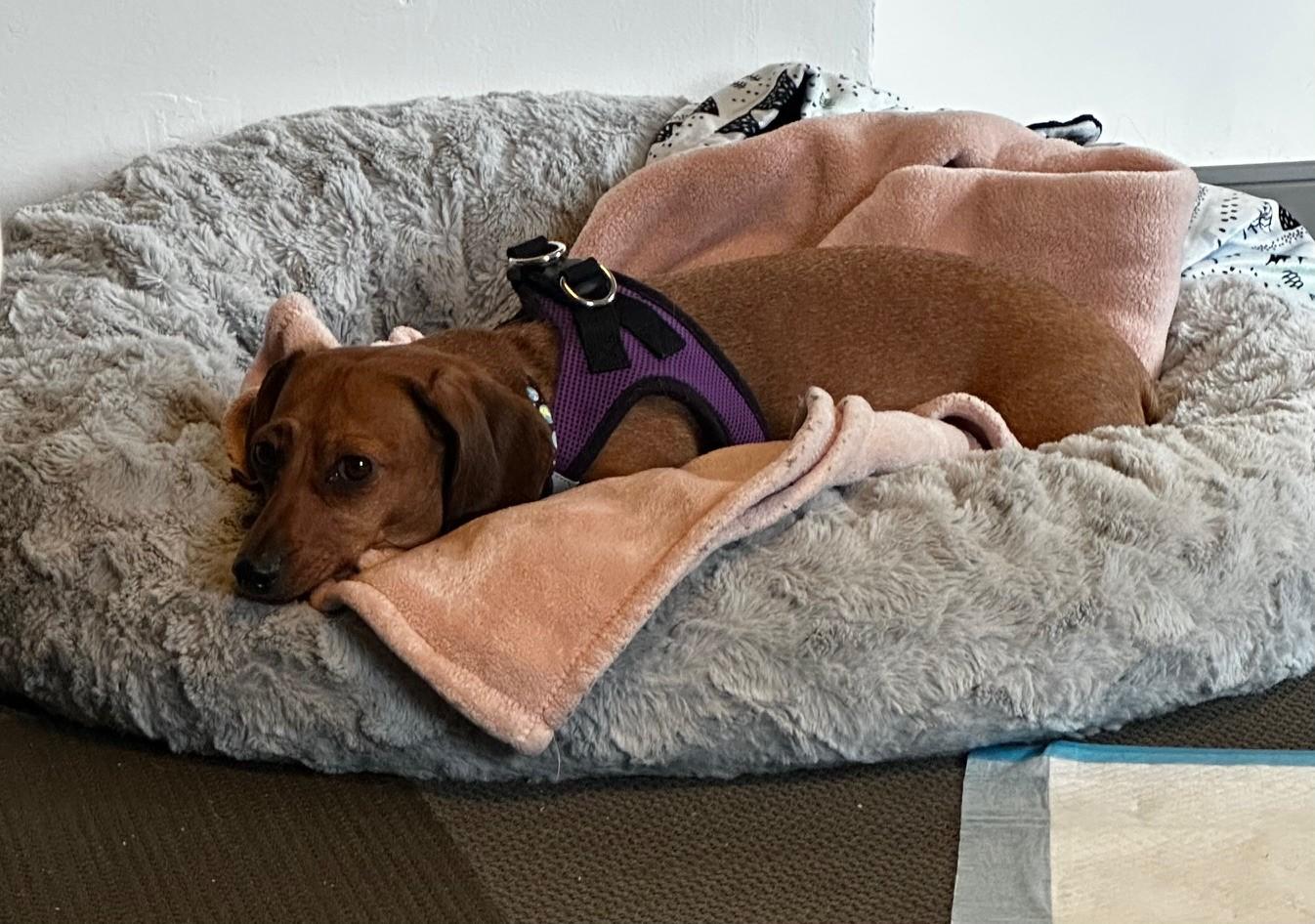 Enlarge Goldie (COMING SOON), a ADOPTABLE Dachshund in Portland, OR image 5/6