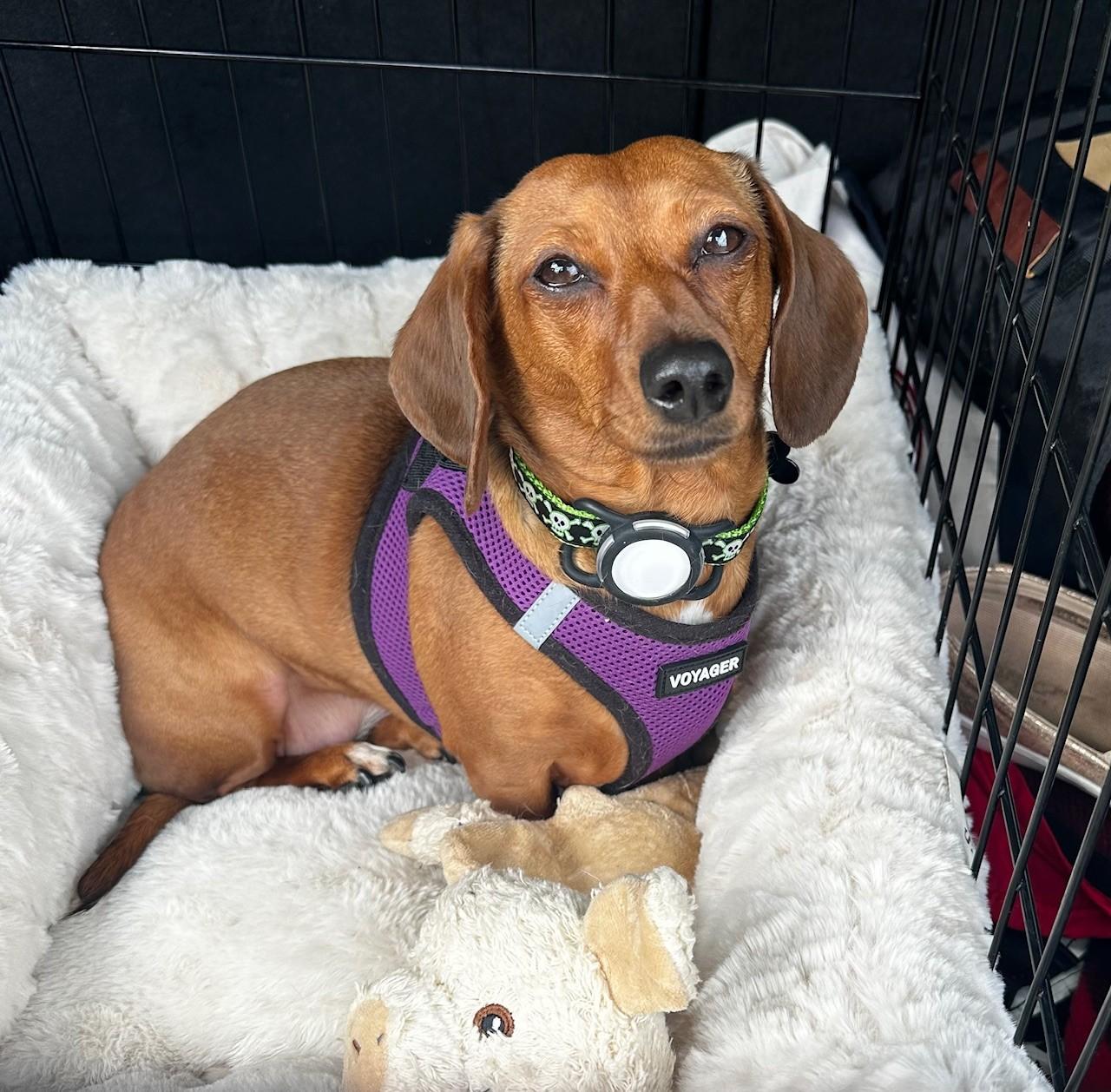 Enlarge Goldie (COMING SOON), a ADOPTABLE Dachshund in Portland, OR image 2/6
