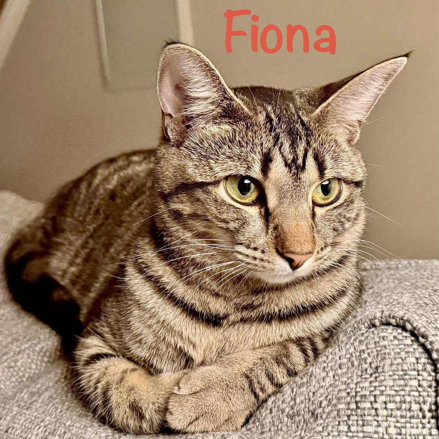 Enlarge Fiona, a Adoptable Domestic Short Hair in Reston, VA image 2/3