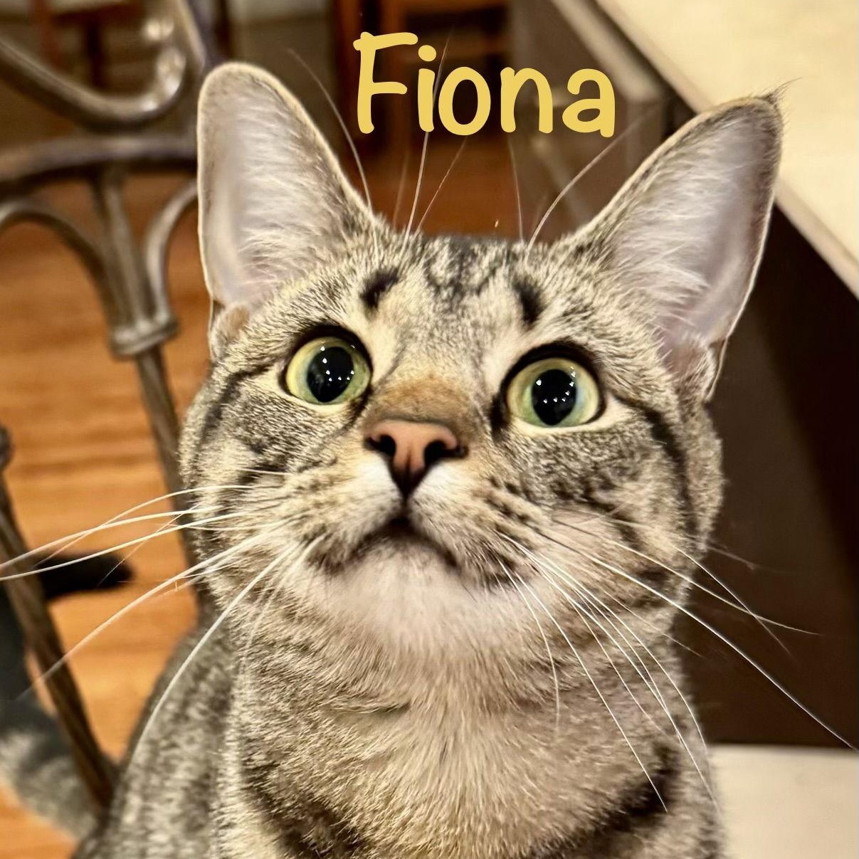 Fiona, Adoptable, Young Female Domestic Short Hair.