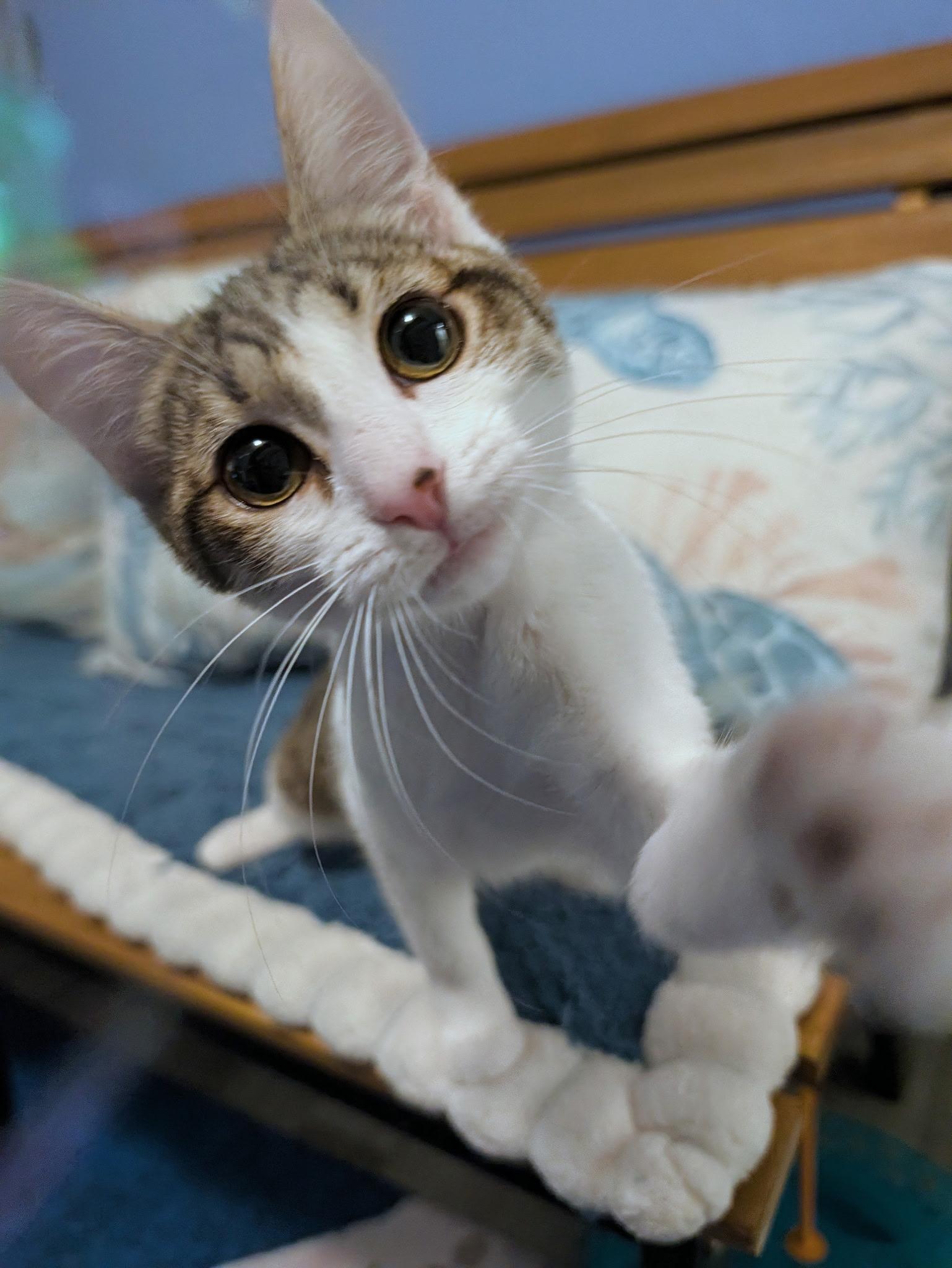 Enlarge Meyleys, a Adopted Domestic Short Hair in Beaverton, OR image 2/3