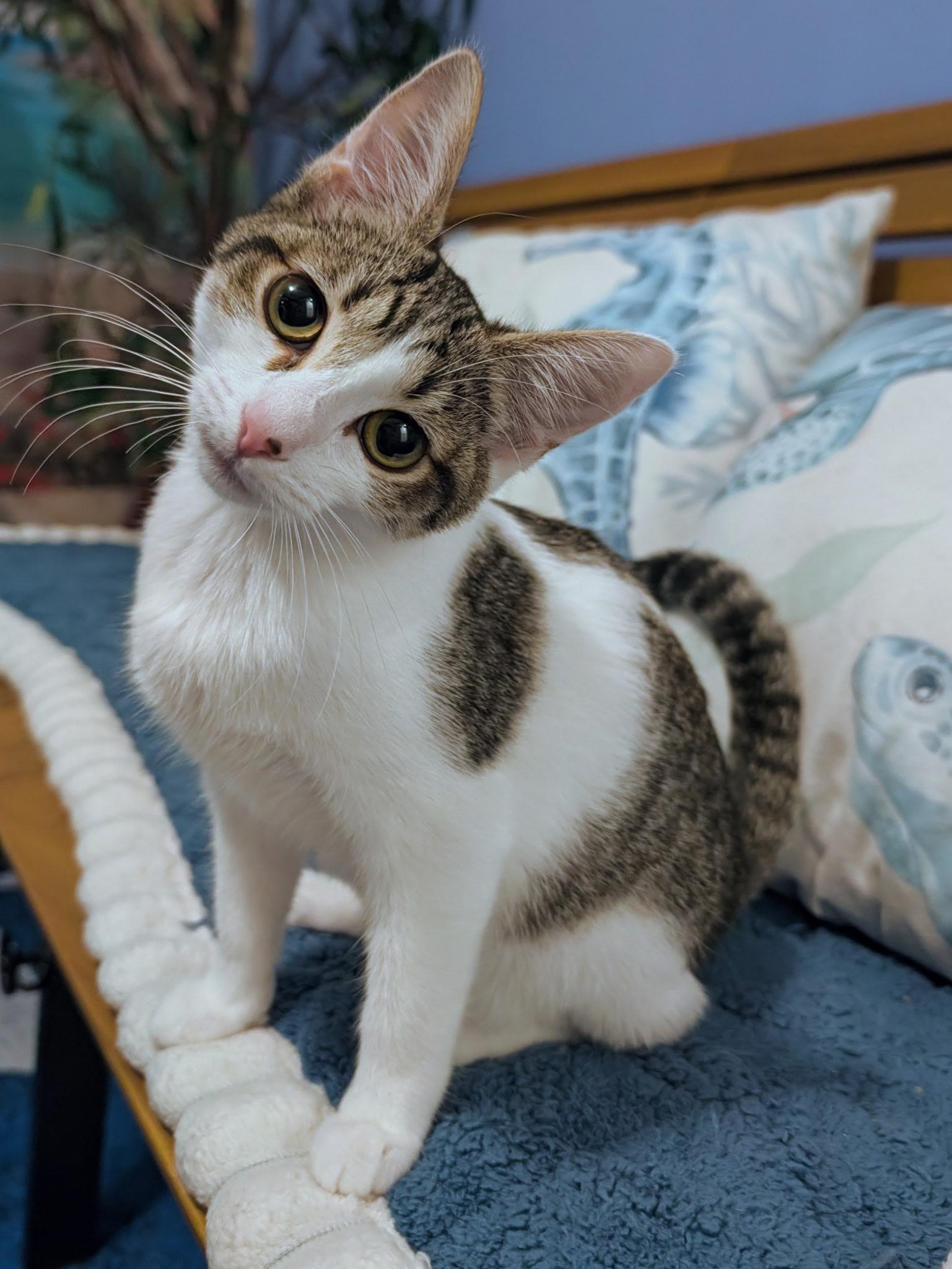 Meyleys, Adopted, Kitten Female Domestic Short Hair.