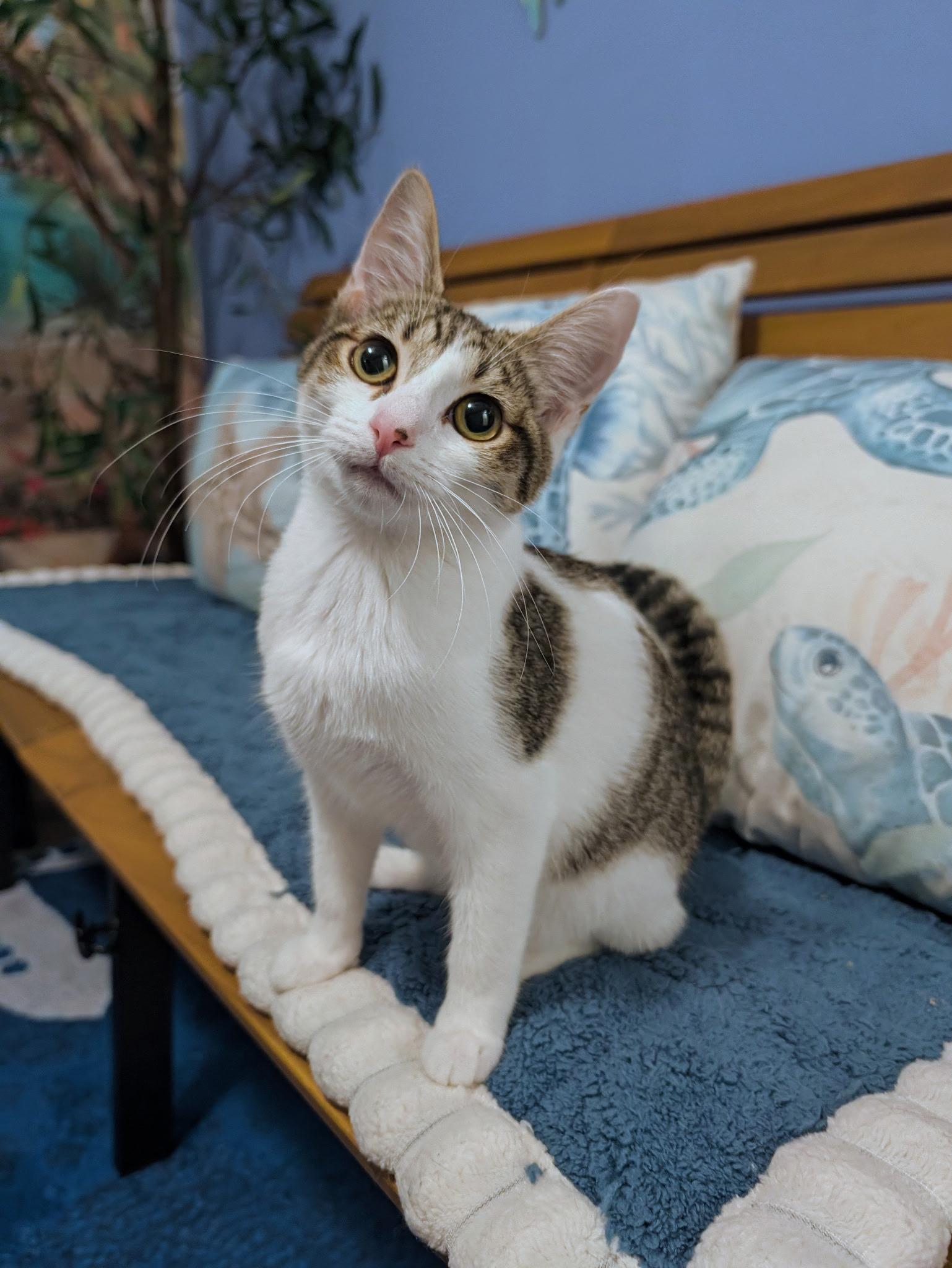 Enlarge Meyleys, a Adopted Domestic Short Hair in Beaverton, OR image 3/3