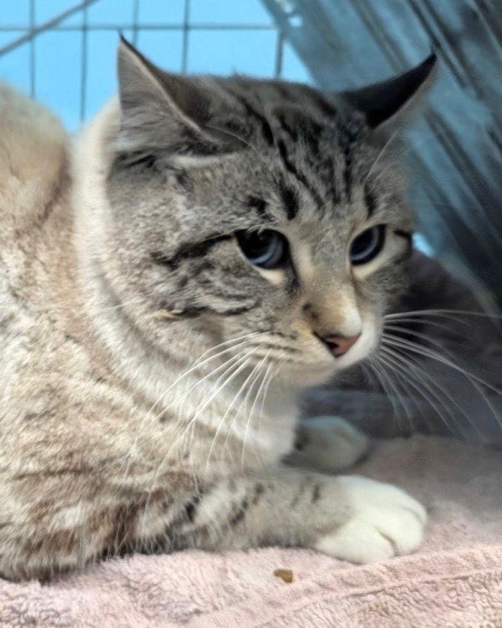 Enlarge Fortissimo, a Adoptable Domestic Short Hair in Minneapolis, MN image 1/3