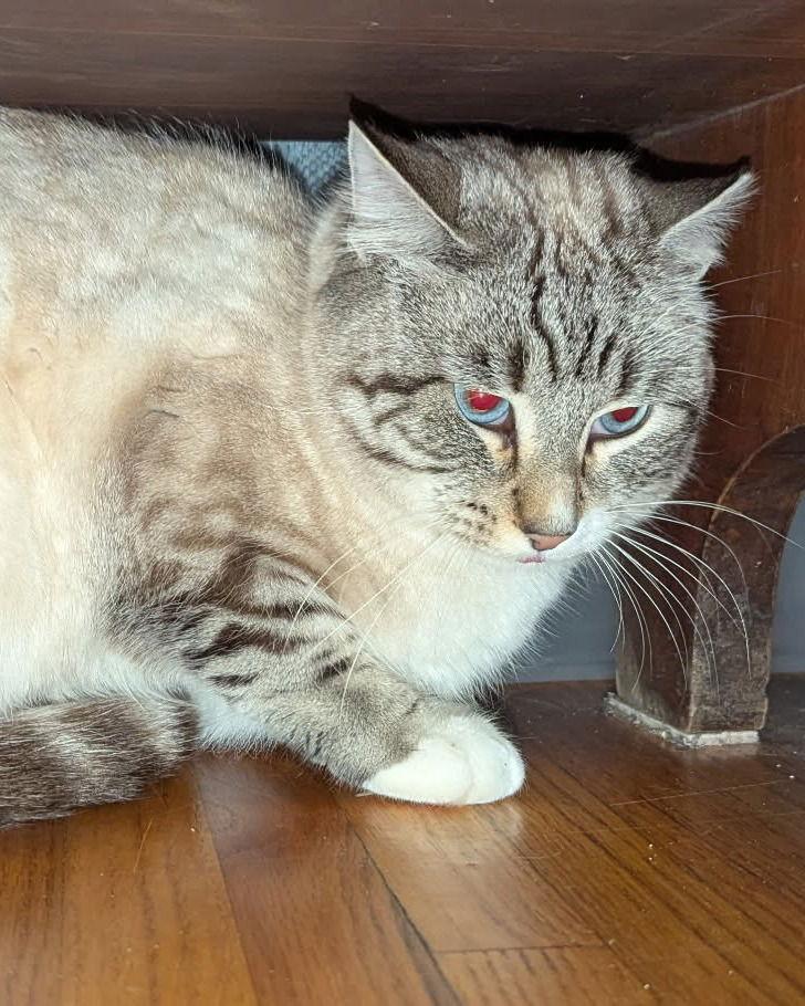 Enlarge Fortissimo, a Adoptable Domestic Short Hair in Minneapolis, MN image 2/3