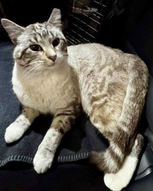 Enlarge Fortissimo, a Adoptable Domestic Short Hair in Minneapolis, MN image 3/3