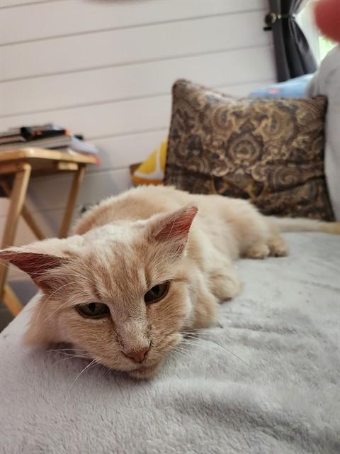 MARLA, Adoptable, Adult Female Domestic Medium Hair.