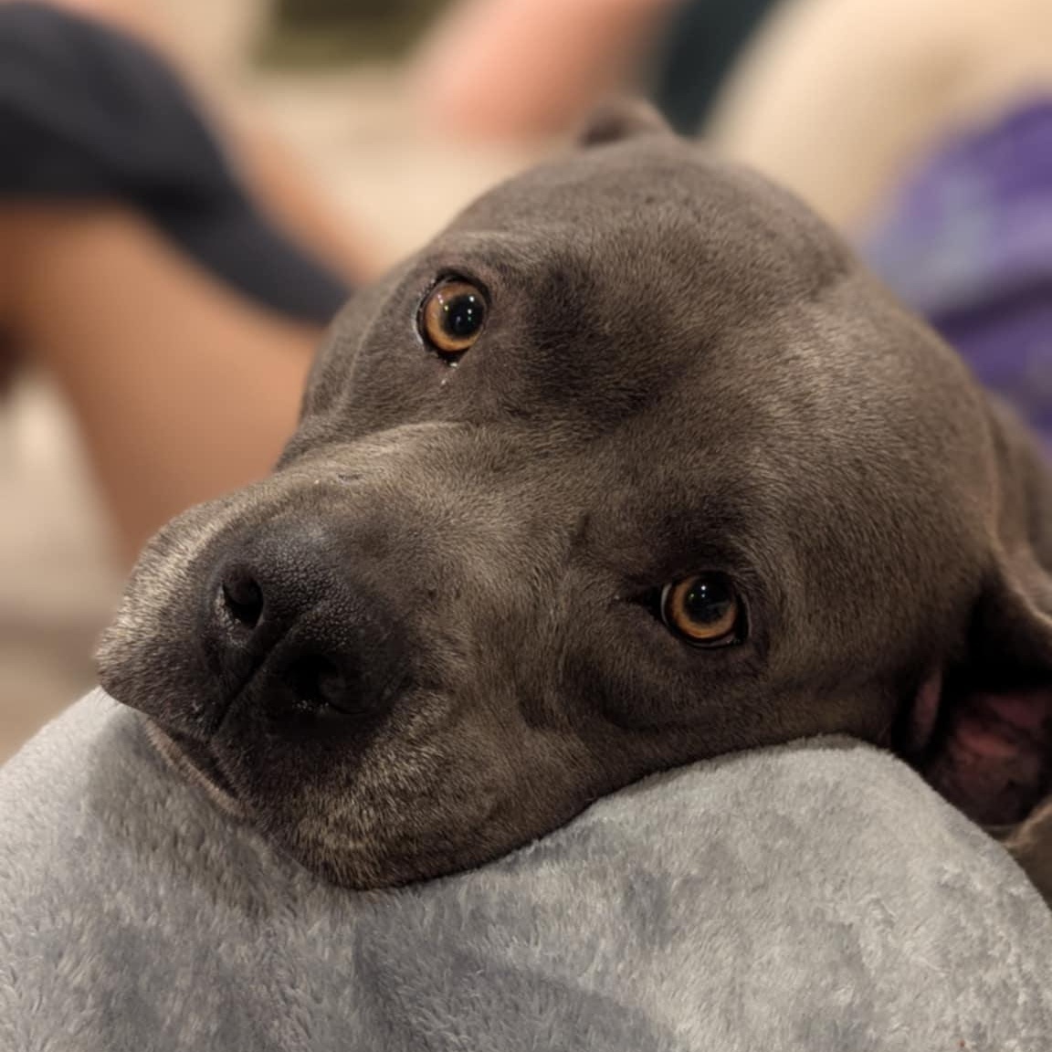 Enlarge Emma, a Adoptable mixed breed in Burlington , VT image 4/6