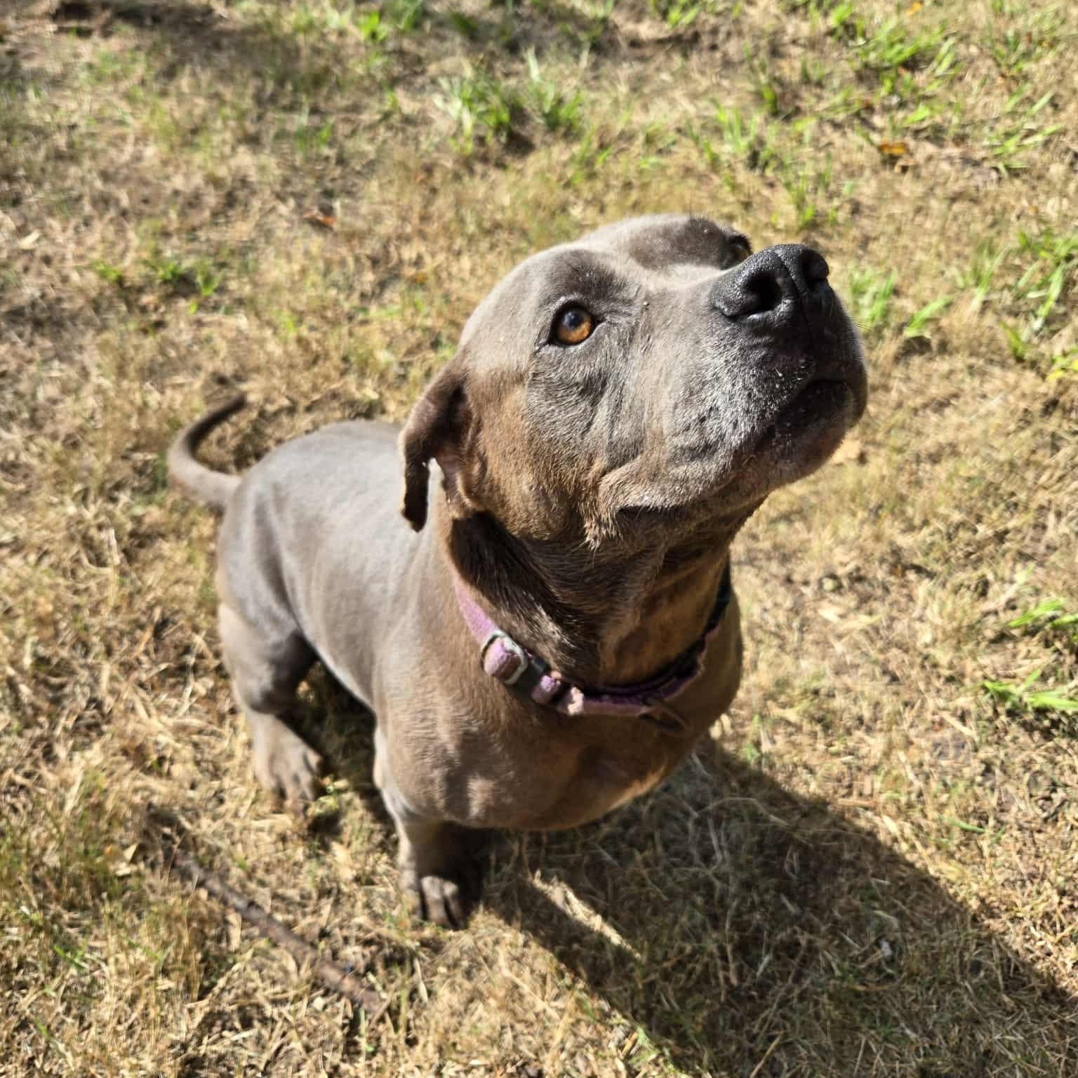 Enlarge Emma, a Adoptable mixed breed in Burlington , VT image 2/6