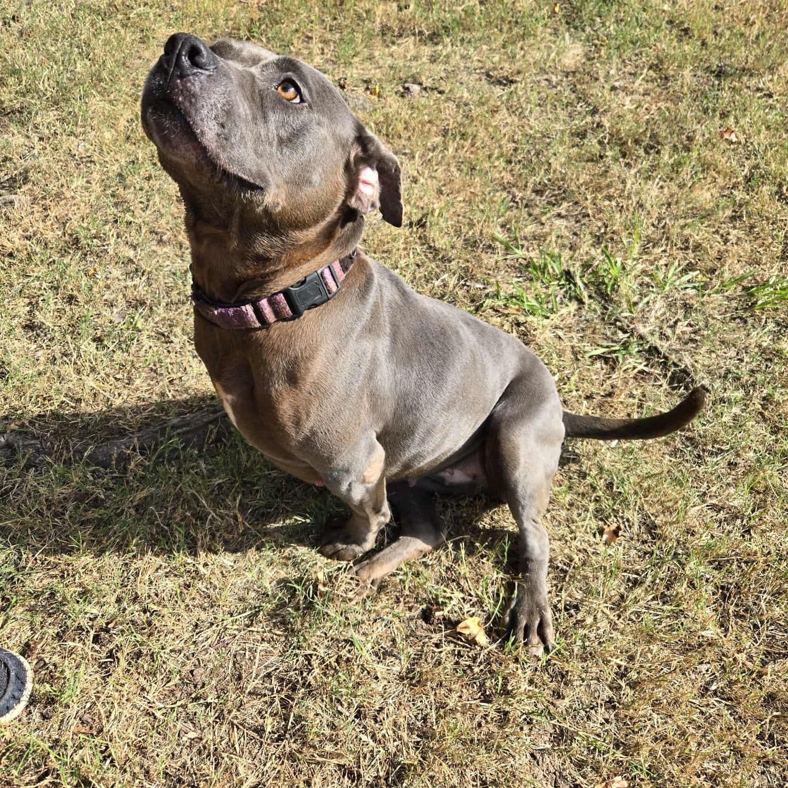 Enlarge Emma, a Adoptable mixed breed in Burlington , VT image 3/6