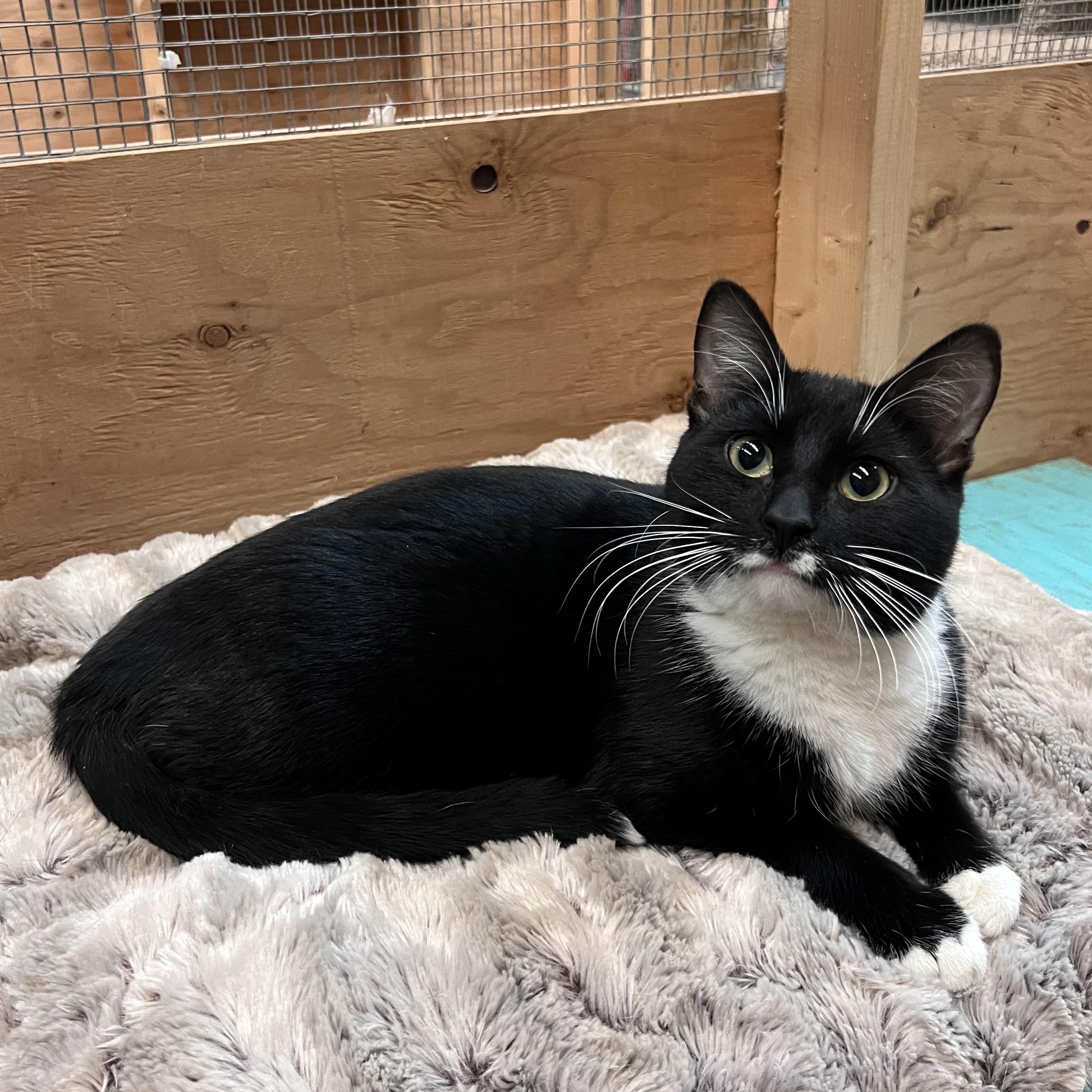 Enlarge Minnow, a ADOPTABLE Domestic Short Hair in Peace River, AB image 1/1