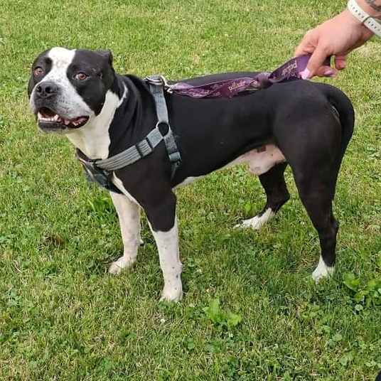 Mic, Adoptable, Adult Male Mixed Breed.