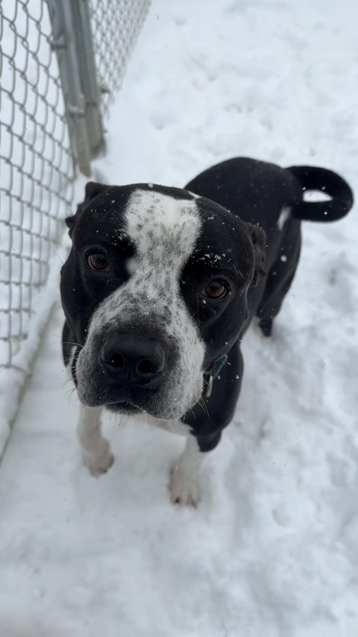 Enlarge Mic, an adoptable Mixed Breed in Warren, OH image 1/2