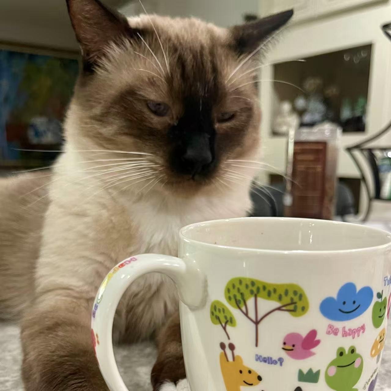 Jimmy, a Adoptable Siamese image 5/6