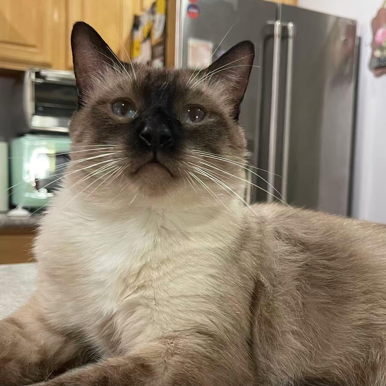 Jimmy, a Adoptable Siamese image 4/6