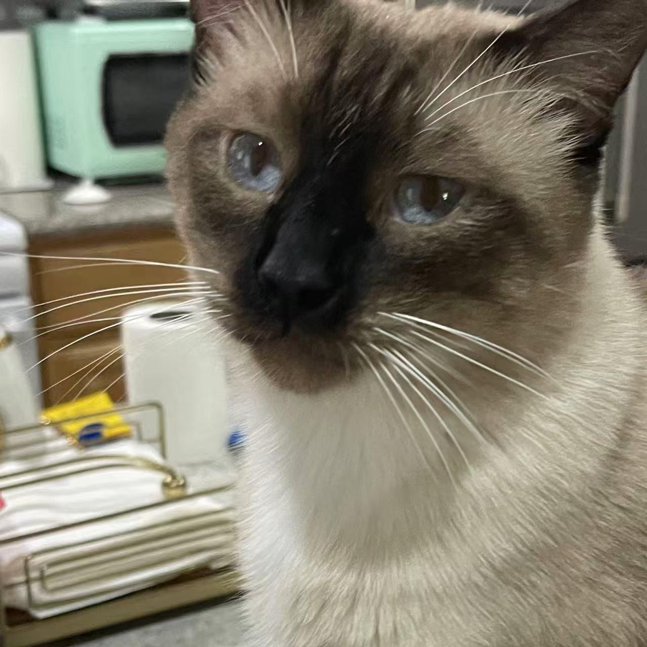 Jimmy, a Adoptable Siamese image 6/6