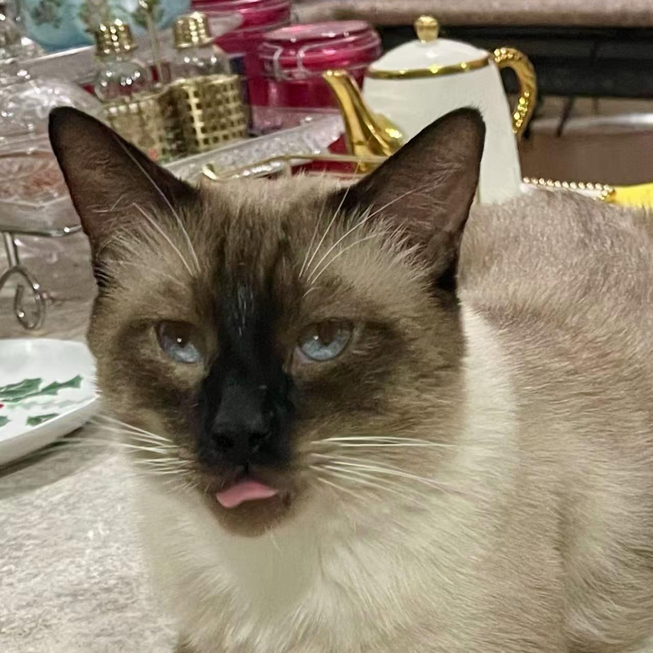 Jimmy, a Adoptable Siamese image 3/6