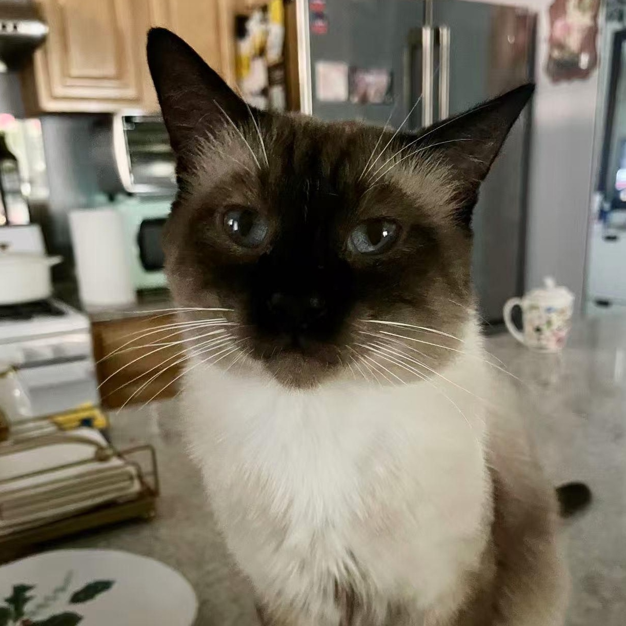 Jimmy, a Adoptable Siamese image 1/6