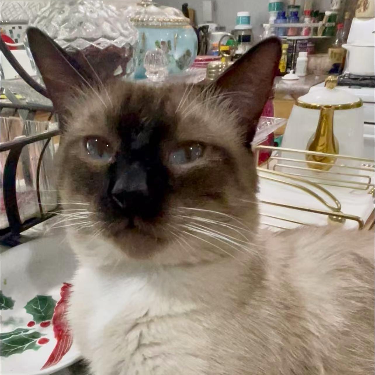 Jimmy, a Adoptable Siamese image 2/6