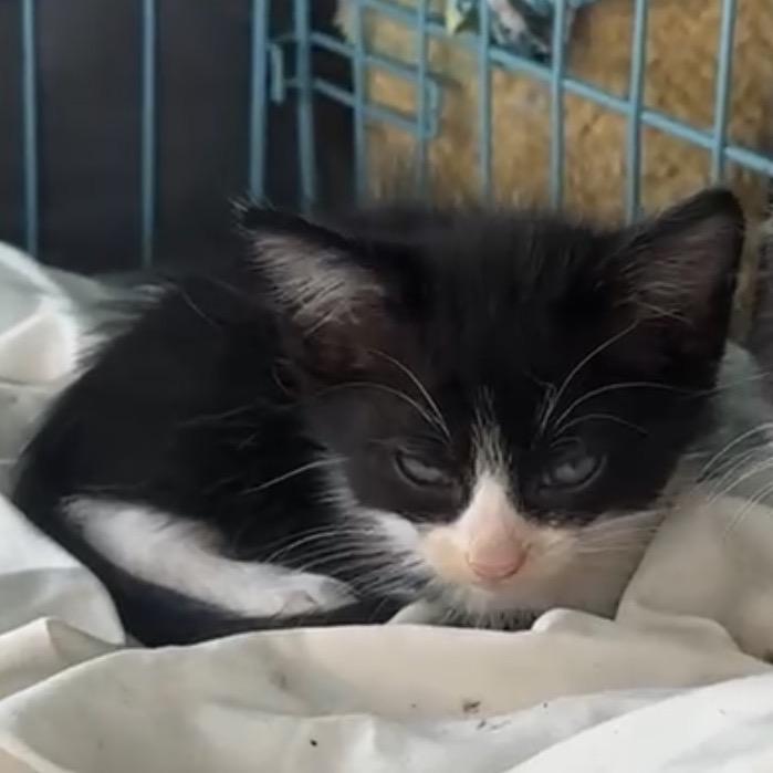 Joey A26-117, Adoptable, Kitten Male Domestic Medium Hair.