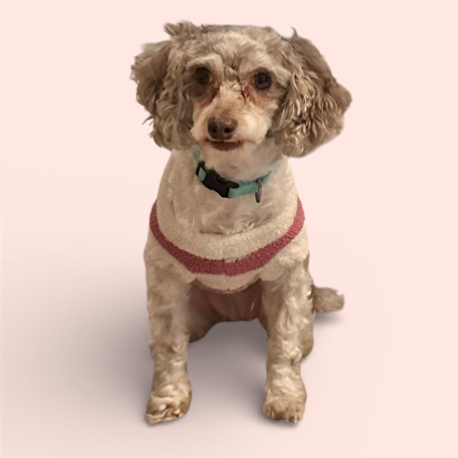 Tiffany, a ADOPTABLE Poodle (Toy) in Hillsborough, NJ image 3/5